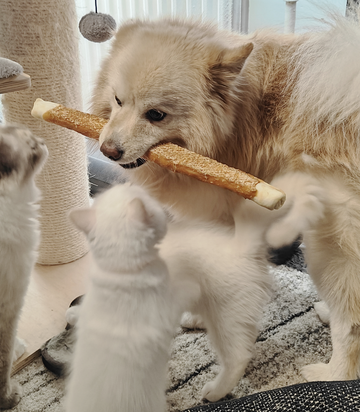 Neo opettaa pennuille tottumaan koiriin ♥ Hän osaa olla todella huomaavainen pentuja kohtaan!