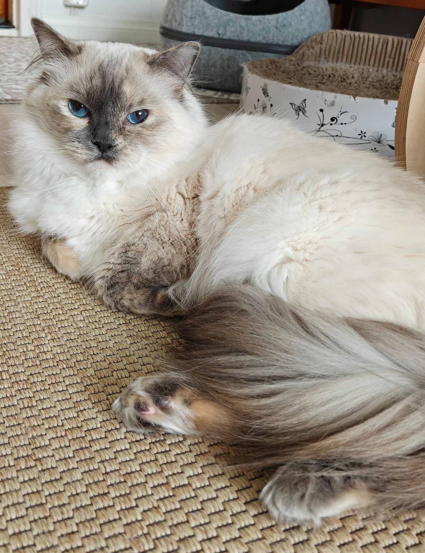 JCH KCH FI*MistyMountains Banshee Queen (Jeni)
